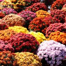 Dendranthema Grandiflorum Mixed Flower 250 Mixed 12 Types Of Ground Cover Chrysanthemum Seeds Fresh 