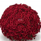 Dendranthema Grandiflorum Rare Flower 250 Dark Red Ball Ground Cover Chrysanthemum Seeds Fresh Garde
