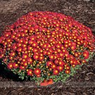 Edana Red Chrysanthemum Plant Flower 50 Pack Seeds Fresh Garden