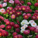 English Daisy Mixed Bellis Perennis Perennial Bonsai Chrysanthemum Flower 50 Seeds Fresh Garden
