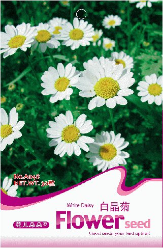 30 Pack White Daisy Chrysanthemum Multicaule Mini Marguerite Flower Seeds Fresh Garden