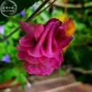 Burnished Rose Pink Aquilegia Columbine 50 Seeds Fresh Garden