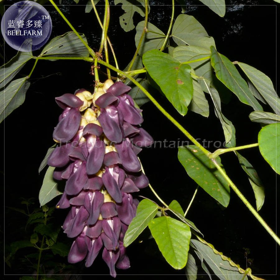 5 Rare Mucuna Pruriens Black Jade Vine Woody Climbing Perennial Flowers Fresh Seeds