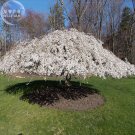 20 Snow Fountain Weeping Cherry Tree Dwarf Tree Fresh Seeds