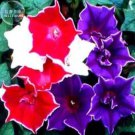 50 Mixed Kikyo Zaki Morning Glory Red Purple White Pink Blue Ipomoea Fresh Seeds