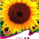 15 Annual Sunflower Oil Great For Bird Fresh Seeds