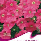 60 Pink Petunia Bright Color Rare Fresh Seeds