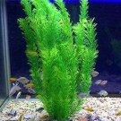 500Pcs Aquarium Plants Bonsai Grass Water Aquatic Plant Fresh Seeds