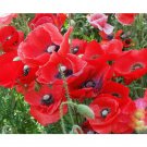 Papaver Rhoeas Red Corn Poppy 100000 Flanders Poppy Corn Rose Flowers Fresh Seeds