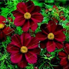 100 New Rare Chocolate Cosmos Flower Fresh Seeds
