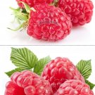 80 Pack Perennial Raspberry Fruits Feral Rubus Idaeus Bush Fruit Fresh Seeds