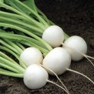 Hakurei F1 Turnip 200 This Is The One That Sets The Standard For Flavor Fresh Seeds
