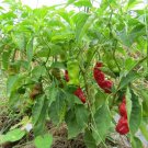200Pcs Peter Pepper Seeds Fresh Garden