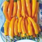 Anhui Yelow Hot Pickled Chili Pepper Organic Seeds 20 Seeds Fresh Garden