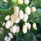 Hot Pepper - Habanero White Seeds 20 Seeds Heirloom Organic Edible Pepper Fresh Garden