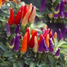 Hot Colorful Chili - Varied Life Seeds 20 Seeds Heirloom Organic Ornamental Pepper Fresh Garden