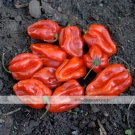 100 Seeds Variety Hot Habanero Pepper Red Orange Carnatio Yellow Chocolate White Capsicum Chinense F
