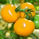 5 Bags 200 Seeds Bag Of Imperial Concubine Yellow Tomatoes Fresh Garden