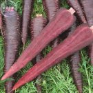 Carrot Purple Sun F1 Seeds 500 Seeds Fresh Garden