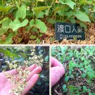 50 Pcs Seeds Organically Grown Reynoutria Multiflora For Herbal Remedies Fresh Garden