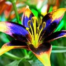 1Pcs Lily Bulbs Perfume Lily Dark Yellow Purple Lily Flower Plant Mixing Colors Fresh Garden