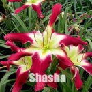 Lily Daylily Bonsai Unique 50 Daylilies Hemerocallis Fulva Day Lily Fresh Garden