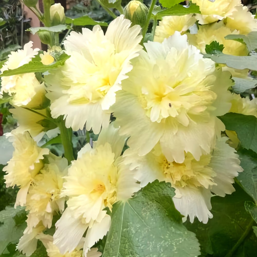 100 Seeds Alcea Junle Lemon Fresh Garden