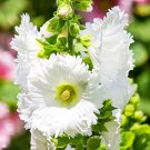 100 Seeds Alcea Chaste White Fresh Garden
