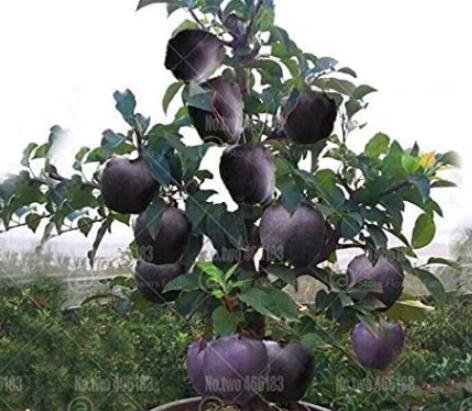 30Pcs Black Diamond Apple Tree Plant Seeds Fresh Garden