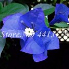 50 pcs Seeds Blue Bougainvillea Outdoor Netherlands Blooming Spectabilis Willd Flower Fresh Garden