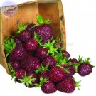 Purple Wonder Strawberry Seeds 100 Seeds Fresh Garden