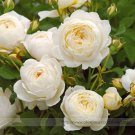 Claire Austin Rare White Shrub Rose Flower Seeds 50 Seeds Fresh Garden