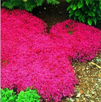 100Pcs Creeping Thyme Seeds Rock Cress Ground Cover Flower Rose Red Color Fresh Garden