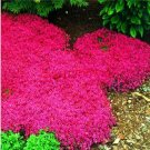 100Pcs Creeping Thyme Seeds Rock Cress Ground Cover Flower Rose Red Color Fresh Garden
