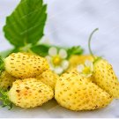 500 Seeds Woodland Strawberry Seeds Alpine Strawberry Wild Strawberry Seeds Fresh Garden