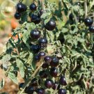 10 Seeds Tomato Indigo Rose Organic Fruit