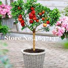10 Pcs Seeds Peach Bonsai Dwarf Outdoor Tree Eat Delicious Juicy Meaty Fruit