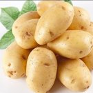 150 Piece Potato Yukon Gold Flavorful Yellow Skinned And Yellow Fleshed Potatoes Fruit Fresh Garden