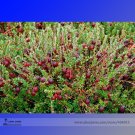 Wild Cranberry Vaccinium Macrocarpon Bearberry Fruit Seeds 20 Seeds Fresh Garden