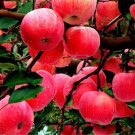 Red Fuji Apple Fruit Seeds 10 Seeds Fresh Garden