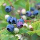 5 S 15 Seeds Bonsai Blueberry Blue Berry Fresh Seeds Fresh Garden