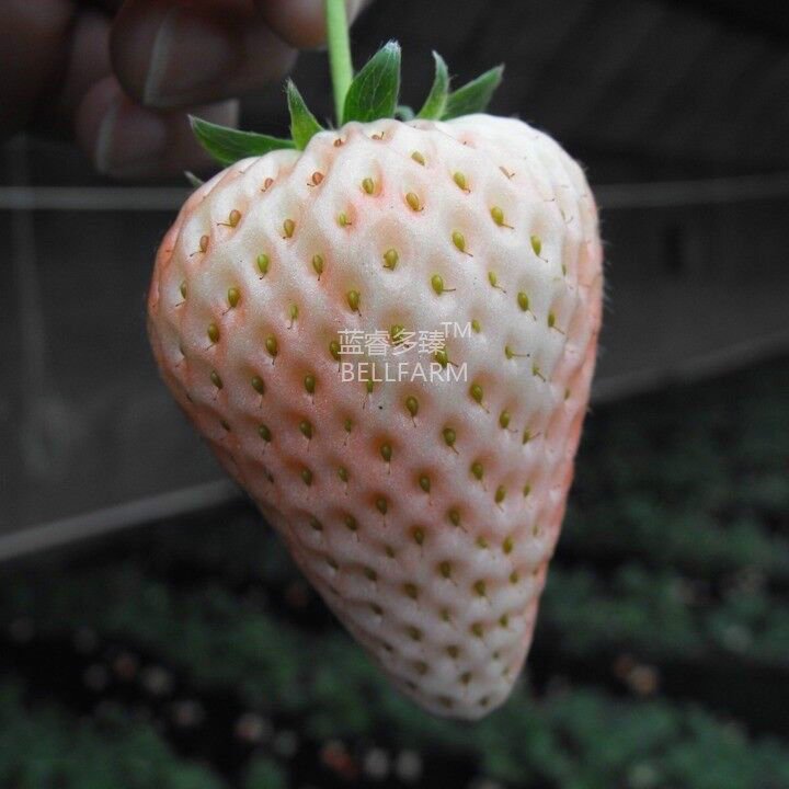 Strawberry Cream White Sweet Fruit Seeds 20 Seeds Fresh Garden