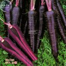 30 Seeds Dark Purple Carrot Hybrid Fresh Garden