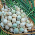 200 Seeds Spring Onion Paris Silverskin Vegetable Fresh Garden