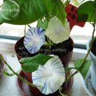 20 Seeds Phoebe Pharbitis Morning Glory Climbing Flowers White Flowers With Blue Stripe Fresh Garden