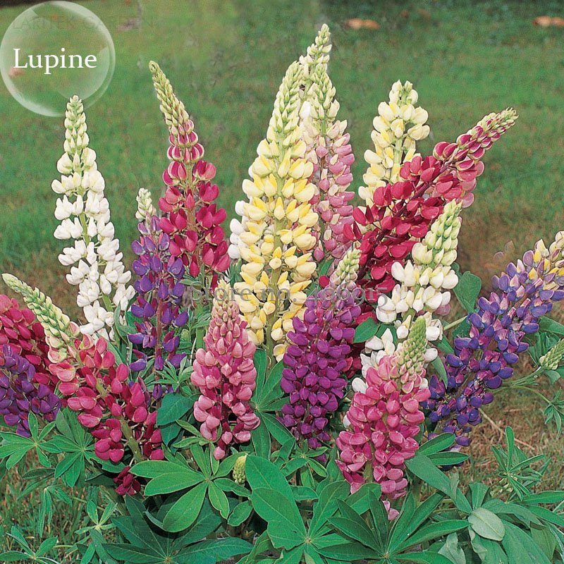 20 Seeds Rare Mixed Colorful Dull Ice Lupine Flowers Long Blooming Flowers Fresh Garden