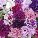 Rare Colorful Wavy Petunia Flowers 100 Mixed Seeds Fragrant Dazzling Flowers Fresh Garden