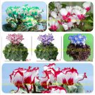 180 Seeds 6 Types Cyclamen Flowers 30 Seeds Type Fresh Garden