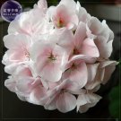 Geranium White To Light Pink Hydrangea Typed Bonsai Flowers 10 Seeds Fresh Garden