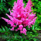 Younique Cerise Pink Astilbe Perennial Flower 100 Seeds Fresh Garden